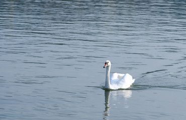 Fototapeta premium Beautiful white mute swan swimming in the blue water in the evening sunlight