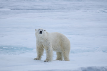 Obraz na płótnie Canvas Polar Bear on ice flows, north of Svalbard, Norway