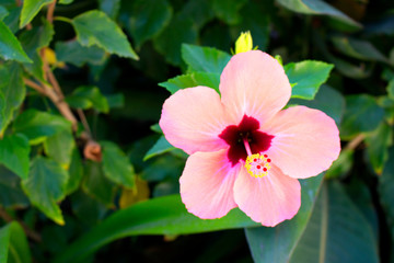 Hibiscus. Tropical bush with pink flowers. Mediterranean plant.