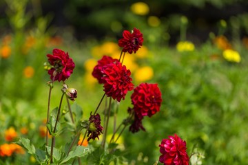 Beautil red dahlia flowers