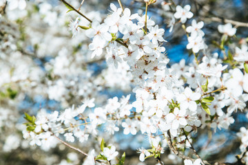 Lot of blooming apple tree in sunny spring.  Apple bloom closeup on brunch. Apple tree flowers.