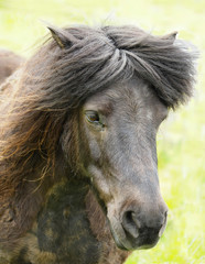 Closeup Portrait of a Brown Shetland Pony on the Shetland Island, Scotland