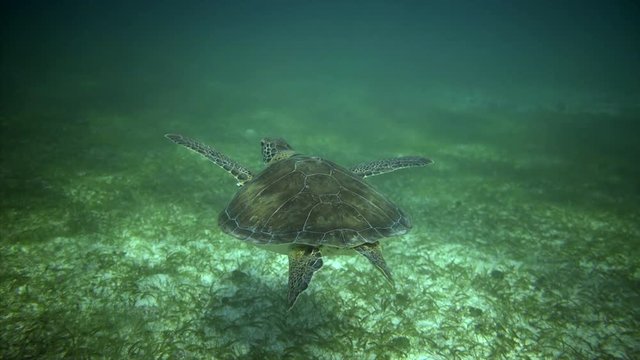 Swiming with sea turtle. Following turtle underwater in sun light 