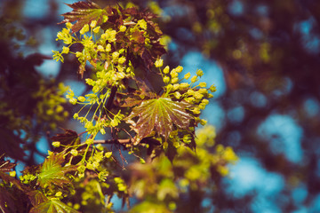 Fototapeta na wymiar Maple tree flowers in spring. Beautiful nature colors in goood sunlight. Spring in Latvia.
