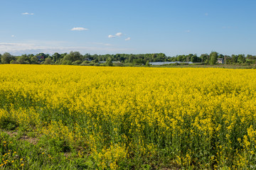 Obraz premium Beautiful flat landscape .with rape fields. Rapeseed (Brassica napus) fields. Rule of Thirds. Latvia.