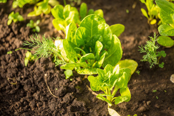Spinach grows in the rows. Spring garden plants. Around grows  green dill. Green life. Gardening in Latvia.