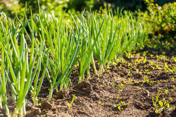 Onions bows grows in the rows. Spring garden plants. Green life. Gardening in Latvia.