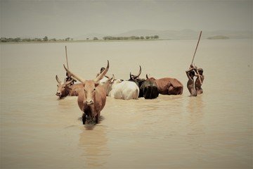 Herd of Taurus led by some kids in a lake in Ethiopia, Africa