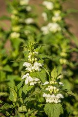 Lamium album, commonly called white nettle or white dead-nettle, is a flowering plant in the family Lamiaceae. Green life. Wild tea closeup.