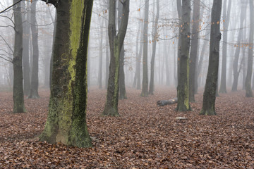 Fototapeta premium Wald im Nebel