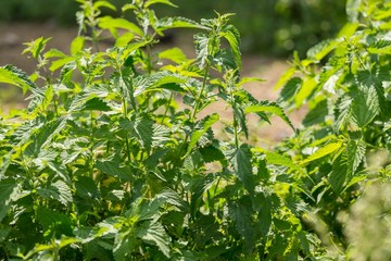 Obraz premium Bushes of wild nettle growing in nature