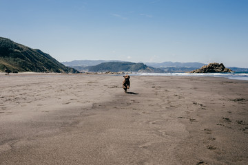 Lovely brown spanish water dog with curly hair. Playing and enjoying on the beach. Lifestyle portrait.
