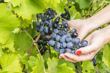 Ripe grapes in woman's hands
