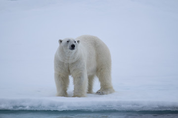 Obraz na płótnie Canvas Polar Bear on Ice Flows north of Svalbard, Norway