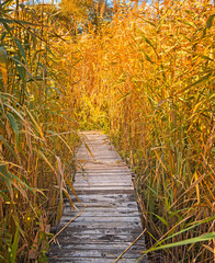 Wooden pathway with reeds at lake Balaton