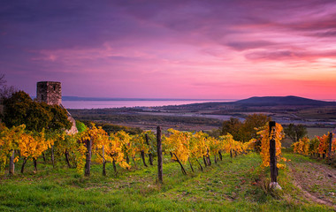 Colorful sunset over vineyards at lake Balaton, Hungary