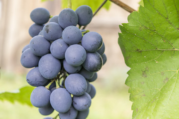 Ripe grapes in a vineyard     