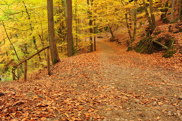 Obraz premium Autumn road with leaves