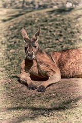 natuarl park close up of  the kangaroo near   bush