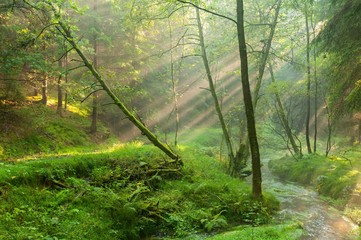 Sun rays in the woods