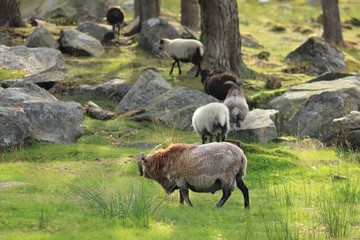 Naklejka na ściany i meble Sheep Grazing in Norway