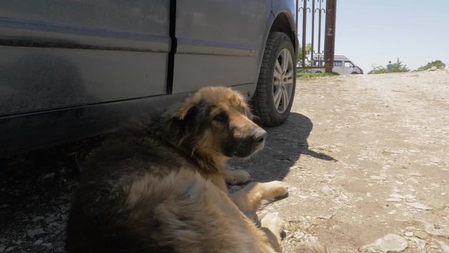 Homeless gog rest near the car on the road, Georgia