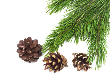 Fototapeta premium branch of Christmas tree with cones isolated on white background close-up