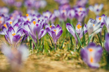 Blooming violet crocuses in Tatra Mountains, spring flower