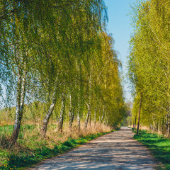 green birch alley in the park at summer time