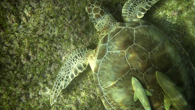 close up top view, sea turtle eat sea grass in sun light