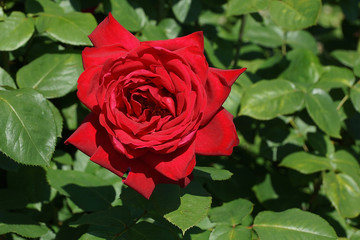red rose close-up against a background of green leaves