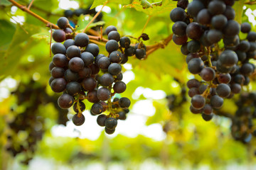 Purple red grapes with green leaves on the vine