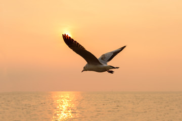 Fototapeta na wymiar Flying Seagull in Sunset Time Nature Background at Bangpu Recreation Center , Samutprakarn , Thailand