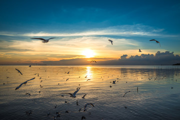 Beautiful Nature Sunset Over the Sea with Flying Seagull Birds in Twilight Sky
