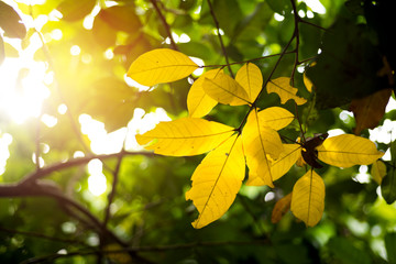 Blurry Nature Background with Sunlight in Summer
