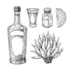 Tequila bottle, blue agave, salt shaker and shot glass with lime. Mexican alcohol drink vector drawing.