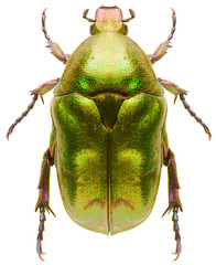 Scarab beetle Protaetia metallica isolated on white background, dorsal view of green beetle.