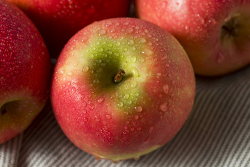 Fototapeta na wymiar Raw Red Organic Pink Lady Apples