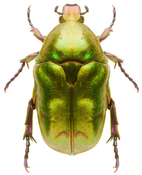 Scarab beetle Protaetia metallica isolated on white background, dorsal view of green beetle.