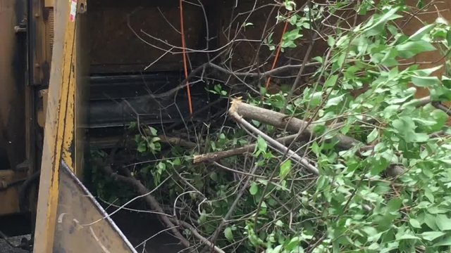 City worker feeds branches and wood into chipper under natural day lighting. 