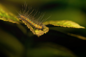 caterpillar
