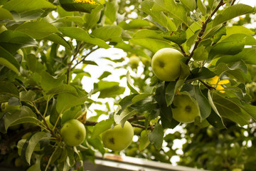 Apple. Apple tree with fruits. Organic food.