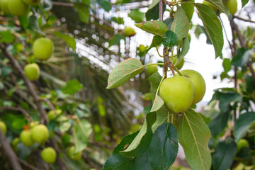 Apple. Apple tree with fruits. Organic food.