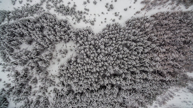 Fototapeta winter forest in the mountains. Aerial view landscape. shooting from a drone 
