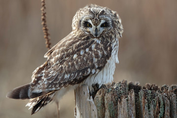 Short Eared Owl on the marshes of Ladner, British Columbia, Canada