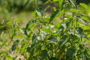 Bushes of wild nettle growing in nature