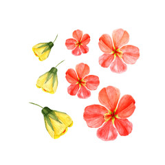 Watercolor yellow and red mallow flowers on white. Abutilon