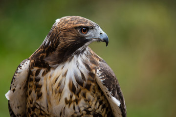 Red Tailed Hawk