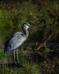 Great Blue Heron