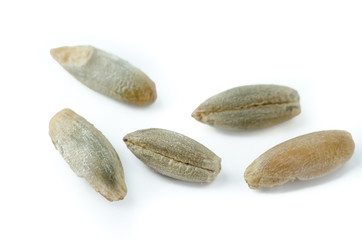 Roggenkörner Nahaufnahme